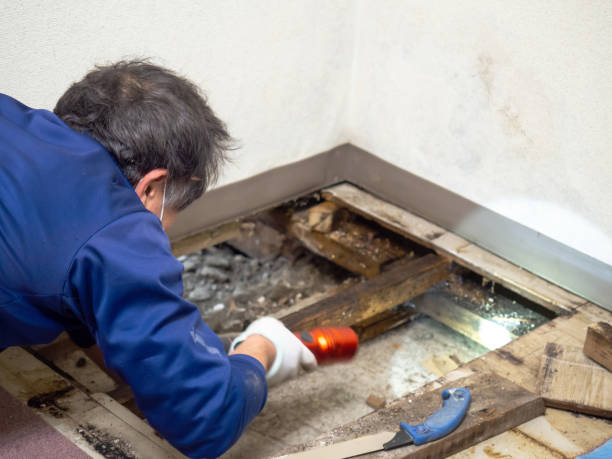 Certified Mold Removal in North Belle Vernon, PA
