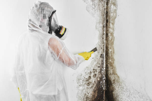 Best Crawl Space Mold Removal  in North Belle Vernon, PA