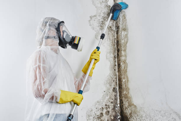 Best Mold Remediation  in North Belle Vernon, PA