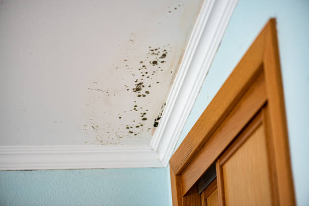 North Belle Vernon, PA Mold Removal Company