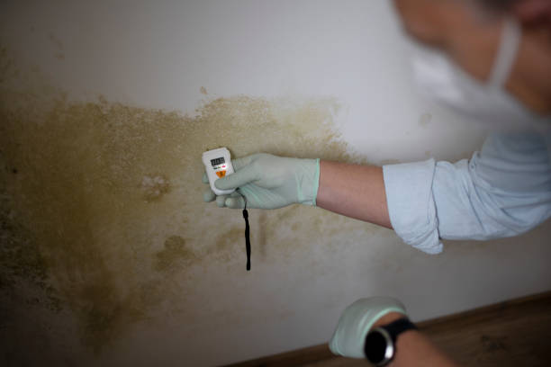 Best Office Mold Removal Services  in North Belle Vernon, PA
