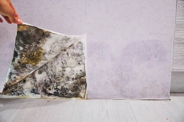 Best Mold Testing  in North Belle Vernon, PA